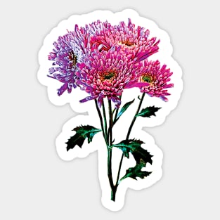 Chrysanthemums - Pink and Lavender Mums Sticker